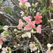 ヒメ日記 2026/03/06 15:52 投稿 島田　彩 エンジェルコースト