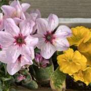 ヒメ日記 2026/03/07 09:05 投稿 島田　彩 エンジェルコースト