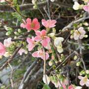 ヒメ日記 2026/03/08 18:17 投稿 島田　彩 エンジェルコースト