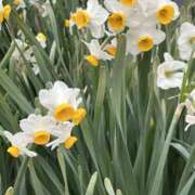 ヒメ日記 2026/03/09 18:17 投稿 島田　彩 エンジェルコースト