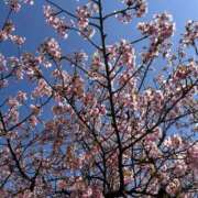 ヒメ日記 2026/03/11 10:44 投稿 島田　彩 エンジェルコースト