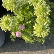 ヒメ日記 2026/03/12 08:01 投稿 島田　彩 エンジェルコースト