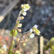 ヒメ日記 2026/03/12 09:41 投稿 島田　彩 エンジェルコースト