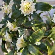 ヒメ日記 2026/03/12 19:34 投稿 島田　彩 エンジェルコースト