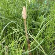 ヒメ日記 2026/03/19 22:22 投稿 島田　彩 エンジェルコースト