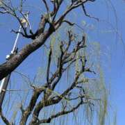 ヒメ日記 2026/03/21 15:07 投稿 島田　彩 エンジェルコースト