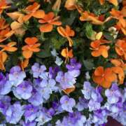 ヒメ日記 2026/03/22 09:38 投稿 島田　彩 エンジェルコースト