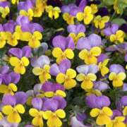 ヒメ日記 2026/03/28 20:09 投稿 島田　彩 エンジェルコースト