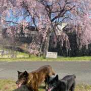 ヒメ日記 2026/03/29 12:16 投稿 島田　彩 エンジェルコースト