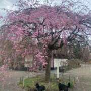 ヒメ日記 2026/04/01 10:23 投稿 島田　彩 エンジェルコースト