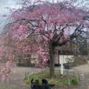 ヒメ日記 2026/04/02 07:02 投稿 島田　彩 エンジェルコースト