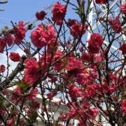 ヒメ日記 2026/04/03 23:30 投稿 島田　彩 エンジェルコースト