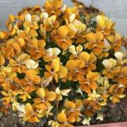 ヒメ日記 2026/04/08 07:36 投稿 島田　彩 エンジェルコースト