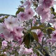 ヒメ日記 2026/04/12 10:51 投稿 島田　彩 エンジェルコースト