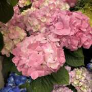 ヒメ日記 2026/04/12 22:46 投稿 島田　彩 エンジェルコースト