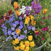 ヒメ日記 2026/04/13 09:33 投稿 島田　彩 エンジェルコースト