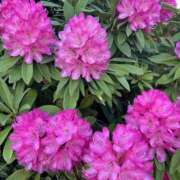 ヒメ日記 2026/04/14 23:03 投稿 島田　彩 エンジェルコースト