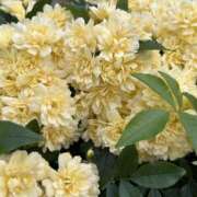 ヒメ日記 2026/04/18 08:48 投稿 島田　彩 エンジェルコースト