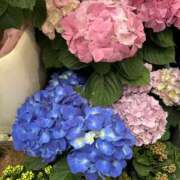 ヒメ日記 2026/04/23 11:23 投稿 島田　彩 エンジェルコースト