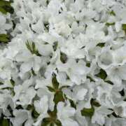 ヒメ日記 2026/04/23 12:44 投稿 島田　彩 エンジェルコースト