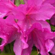 ヒメ日記 2026/04/27 07:33 投稿 島田　彩 エンジェルコースト