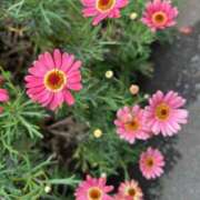 ヒメ日記 2026/04/28 09:24 投稿 島田　彩 エンジェルコースト