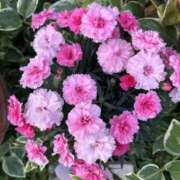 ヒメ日記 2026/04/29 07:54 投稿 島田　彩 エンジェルコースト