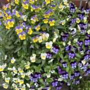 ヒメ日記 2026/04/30 09:17 投稿 島田　彩 エンジェルコースト