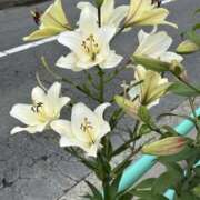 ヒメ日記 2026/06/12 16:12 投稿 島田　彩 エンジェルコースト