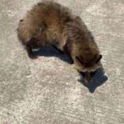 ヒメ日記 2025/05/14 20:48 投稿 しょうの エレガンス(広島)