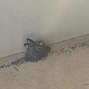 ヒメ日記 2025/05/28 19:20 投稿 しょうの エレガンス(広島)