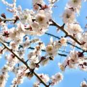 ヒメ日記 2026/03/04 13:18 投稿 しょうの エレガンス(広島)