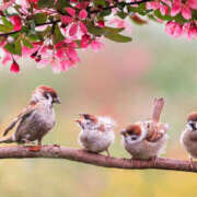 ヒメ日記 2025/03/13 12:03 投稿 こゆき モアグループ熊谷人妻花壇