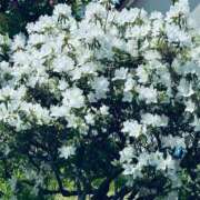 ヒメ日記 2025/05/29 18:29 投稿 まな Mrs Sirena（ミセスシレナ）