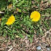 ヒメ日記 2025/03/14 19:52 投稿 千葉美弥子 五十路マダムエクスプレス横浜店（カサブランカグループ）