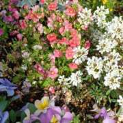 ヒメ日記 2025/03/20 07:32 投稿 千葉美弥子 五十路マダムエクスプレス横浜店（カサブランカグループ）