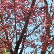 ヒメ日記 2025/03/21 04:36 投稿 千葉美弥子 五十路マダムエクスプレス横浜店（カサブランカグループ）