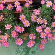 ヒメ日記 2025/05/07 21:30 投稿 千葉美弥子 五十路マダムエクスプレス横浜店（カサブランカグループ）