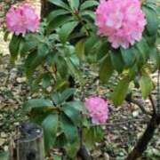 ヒメ日記 2025/05/08 12:00 投稿 千葉美弥子 五十路マダムエクスプレス横浜店（カサブランカグループ）