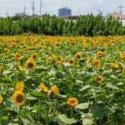 ヒメ日記 2025/07/30 16:28 投稿 千葉美弥子 五十路マダムエクスプレス横浜店（カサブランカグループ）