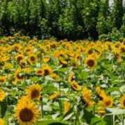 ヒメ日記 2025/08/18 00:26 投稿 千葉美弥子 五十路マダムエクスプレス横浜店（カサブランカグループ）