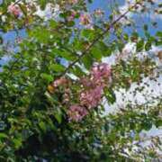 ヒメ日記 2025/09/08 11:24 投稿 千葉美弥子 五十路マダムエクスプレス横浜店（カサブランカグループ）