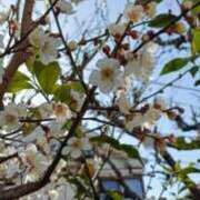 ヒメ日記 2026/02/02 13:28 投稿 千葉美弥子 五十路マダムエクスプレス横浜店（カサブランカグループ）