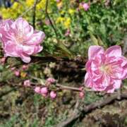 ヒメ日記 2026/03/23 09:16 投稿 千葉美弥子 五十路マダムエクスプレス横浜店（カサブランカグループ）