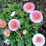 ヒメ日記 2026/03/26 20:50 投稿 千葉美弥子 五十路マダムエクスプレス横浜店（カサブランカグループ）