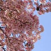 千葉美弥子 おはようございます(???????????) 五十路マダムエクスプレス横浜店（カサブランカグループ）