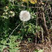 ヒメ日記 2026/04/12 14:34 投稿 千葉美弥子 五十路マダムエクスプレス横浜店（カサブランカグループ）