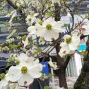 ヒメ日記 2026/04/17 09:30 投稿 千葉美弥子 五十路マダムエクスプレス横浜店（カサブランカグループ）