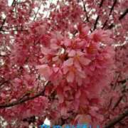 ヒメ日記 2025/03/16 12:04 投稿 西村祐子 五十路マダムエクスプレス横浜店（カサブランカグループ）