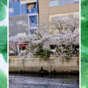 ヒメ日記 2026/04/09 11:14 投稿 西村祐子 五十路マダムエクスプレス横浜店（カサブランカグループ）